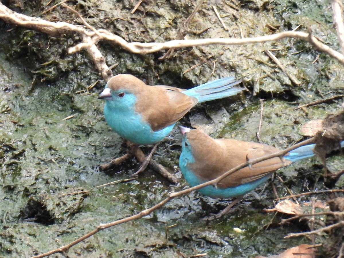 Southern Cordonbleu - ML643620671
