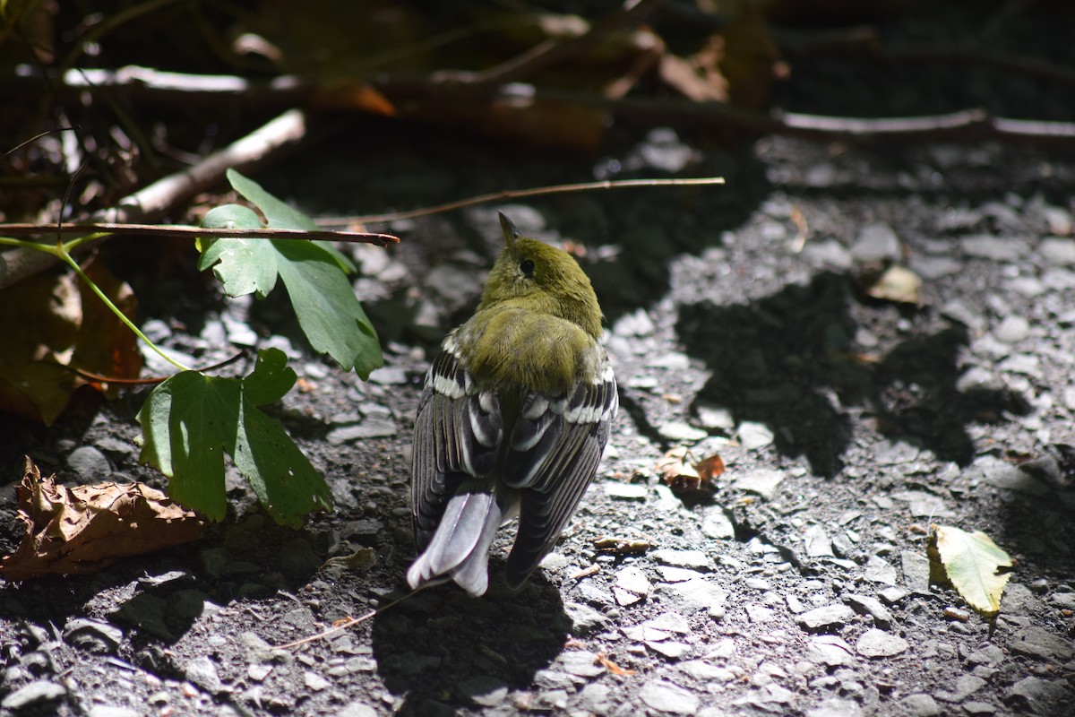 Bay-breasted Warbler - ML643620681