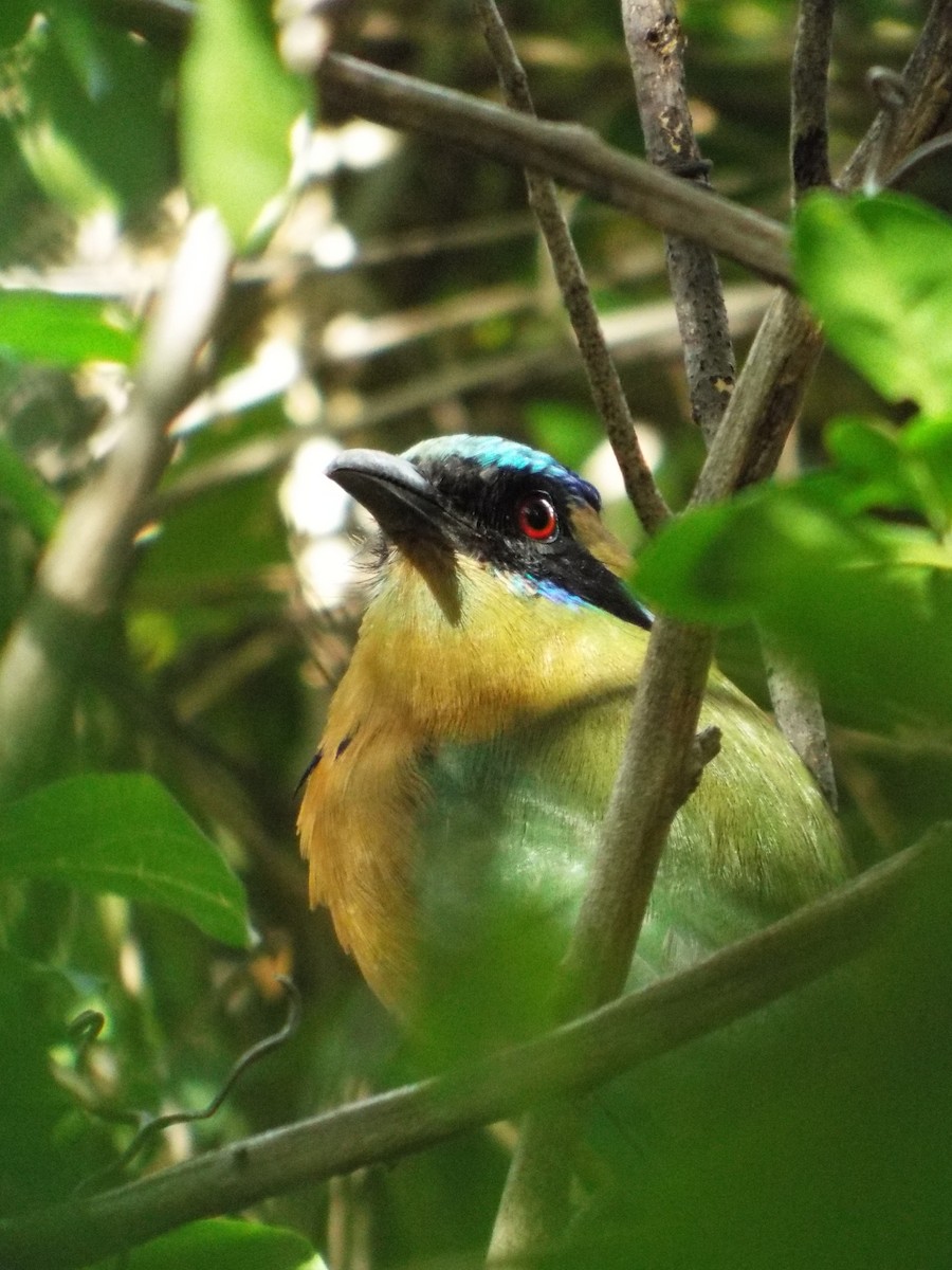 Motmot caraïbe - ML643620682