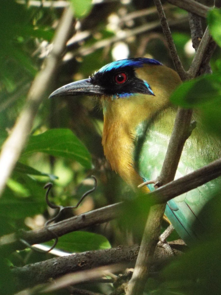 Motmot caraïbe - ML643620683