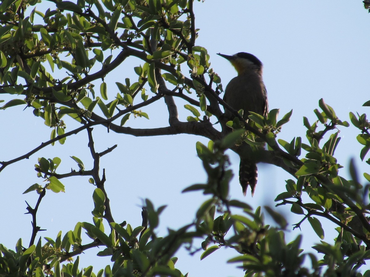 White-fronted Woodpecker - ML643620686
