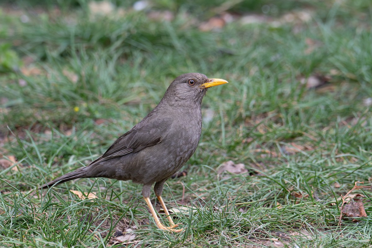 Chiguanco Thrush - ML643620711