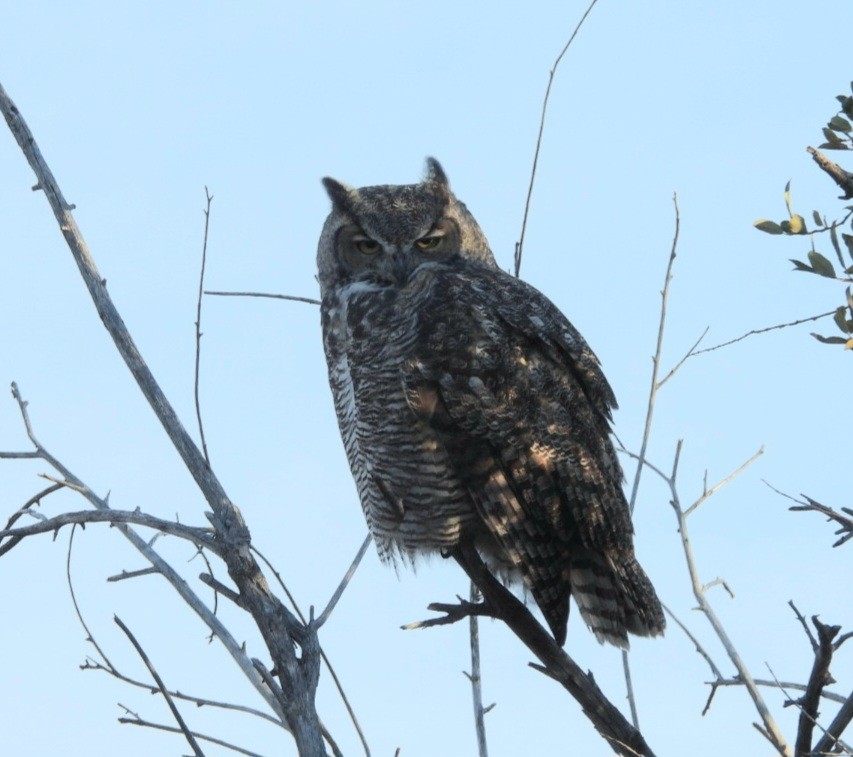 Great Horned Owl - ML643620728