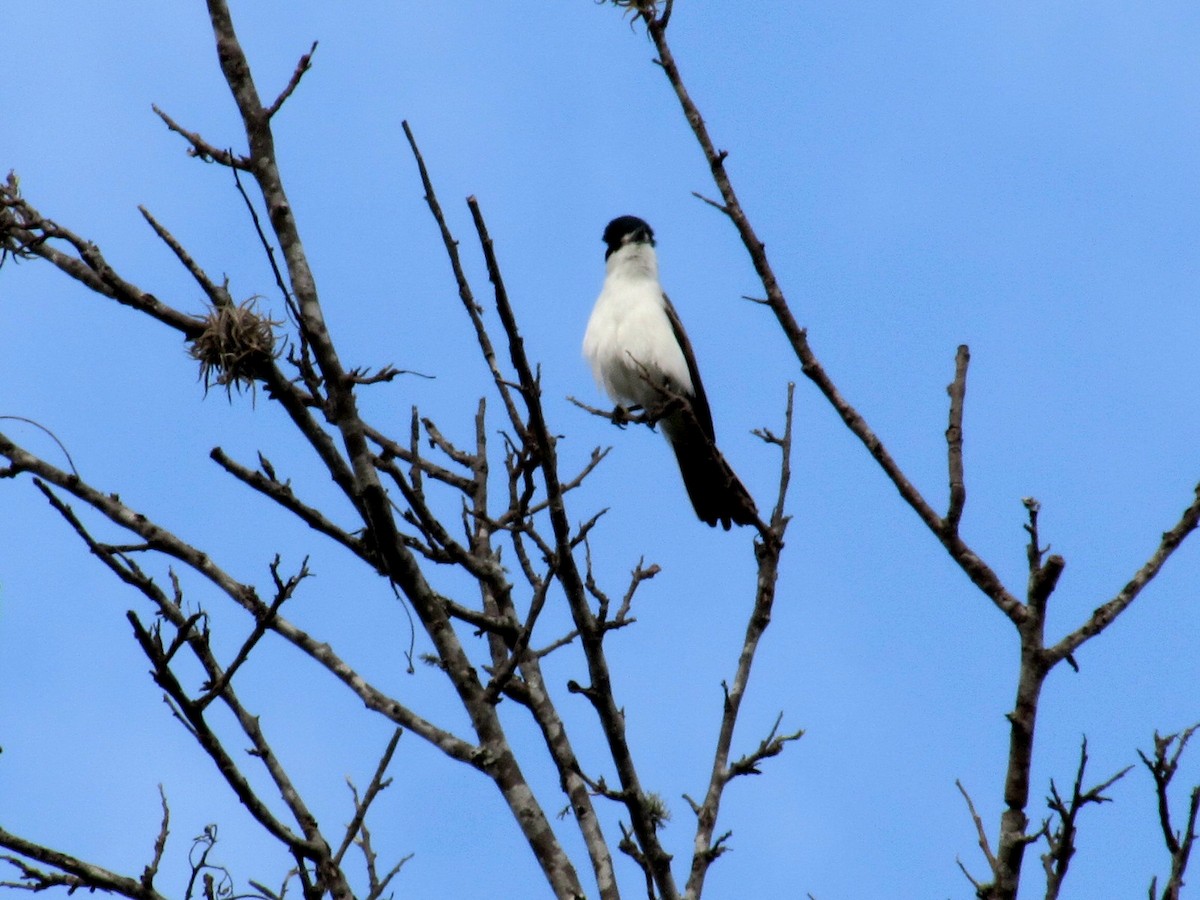 Kappenbekarde - ML643620748