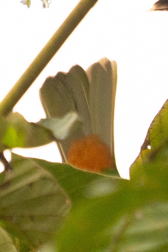 Papageitangare - ML643620773