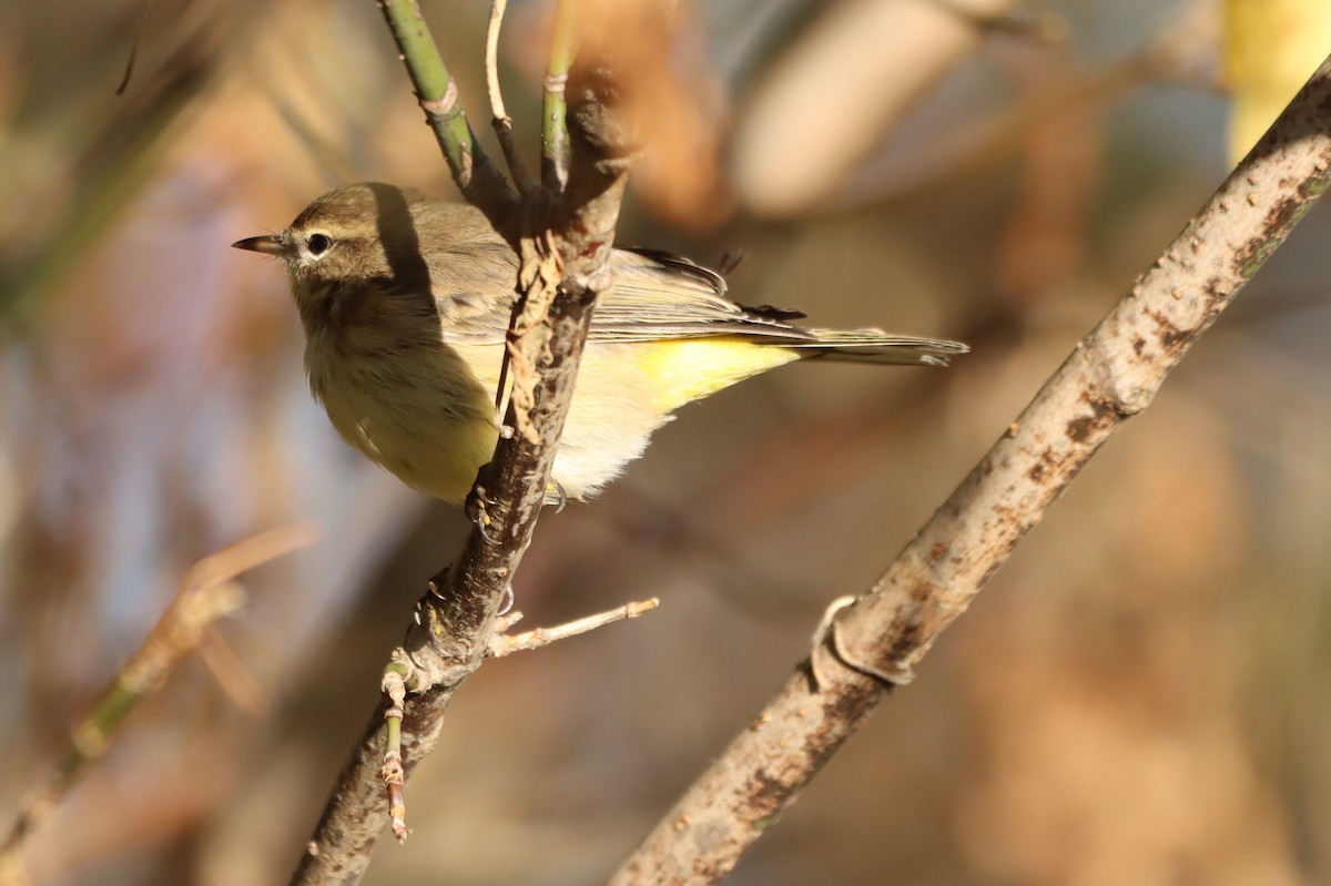 Palm Warbler - ML643620788