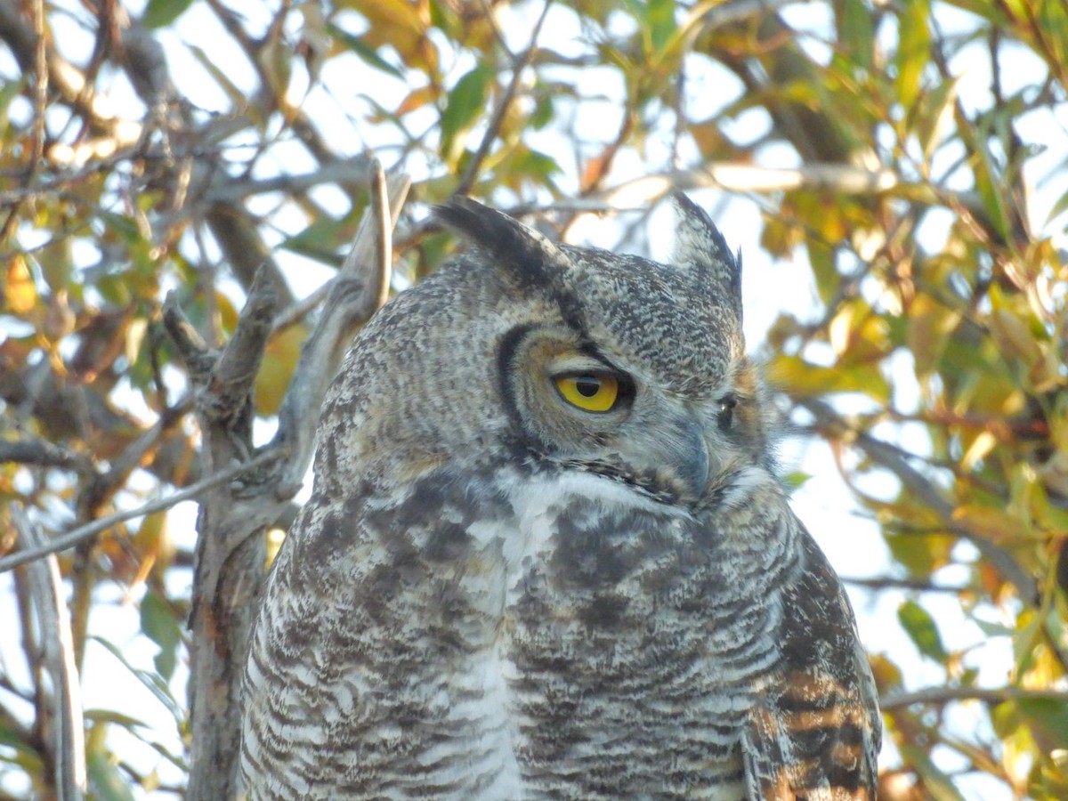 Great Horned Owl - ML643620793