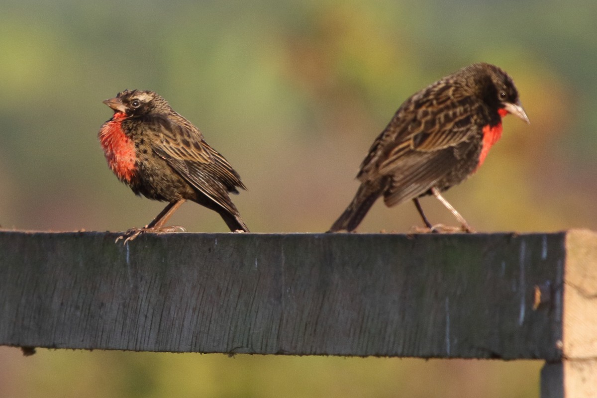 Red-breasted Meadowlark - ML643620804