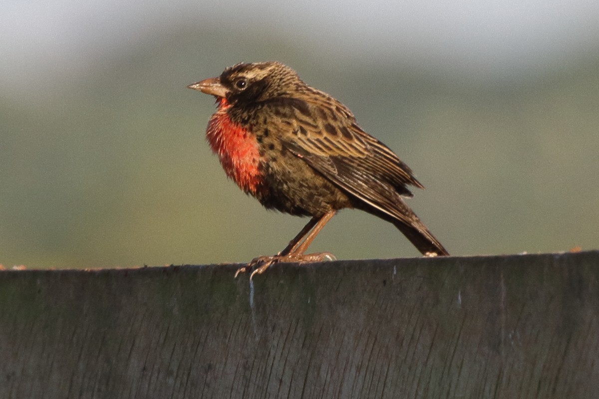 Red-breasted Meadowlark - ML643620807