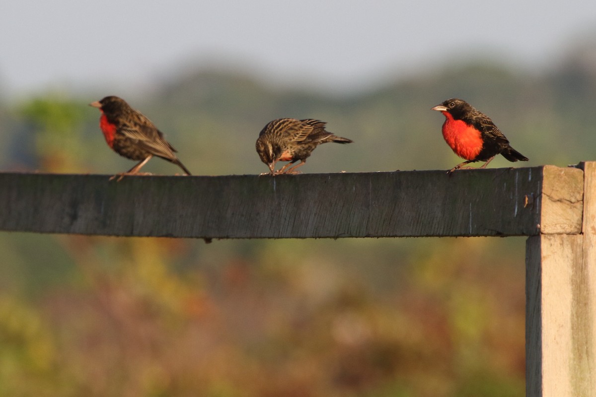 Red-breasted Meadowlark - ML643620820