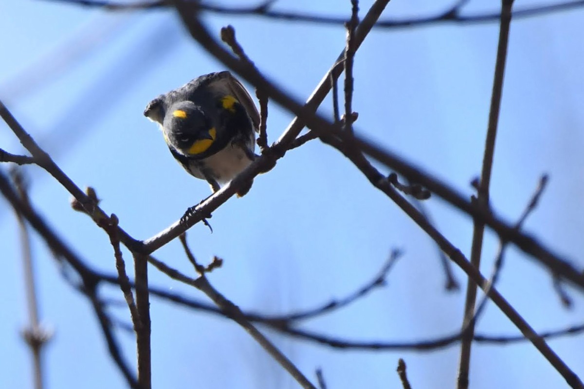 Yellow-rumped Warbler (Audubon's) - ML643620821