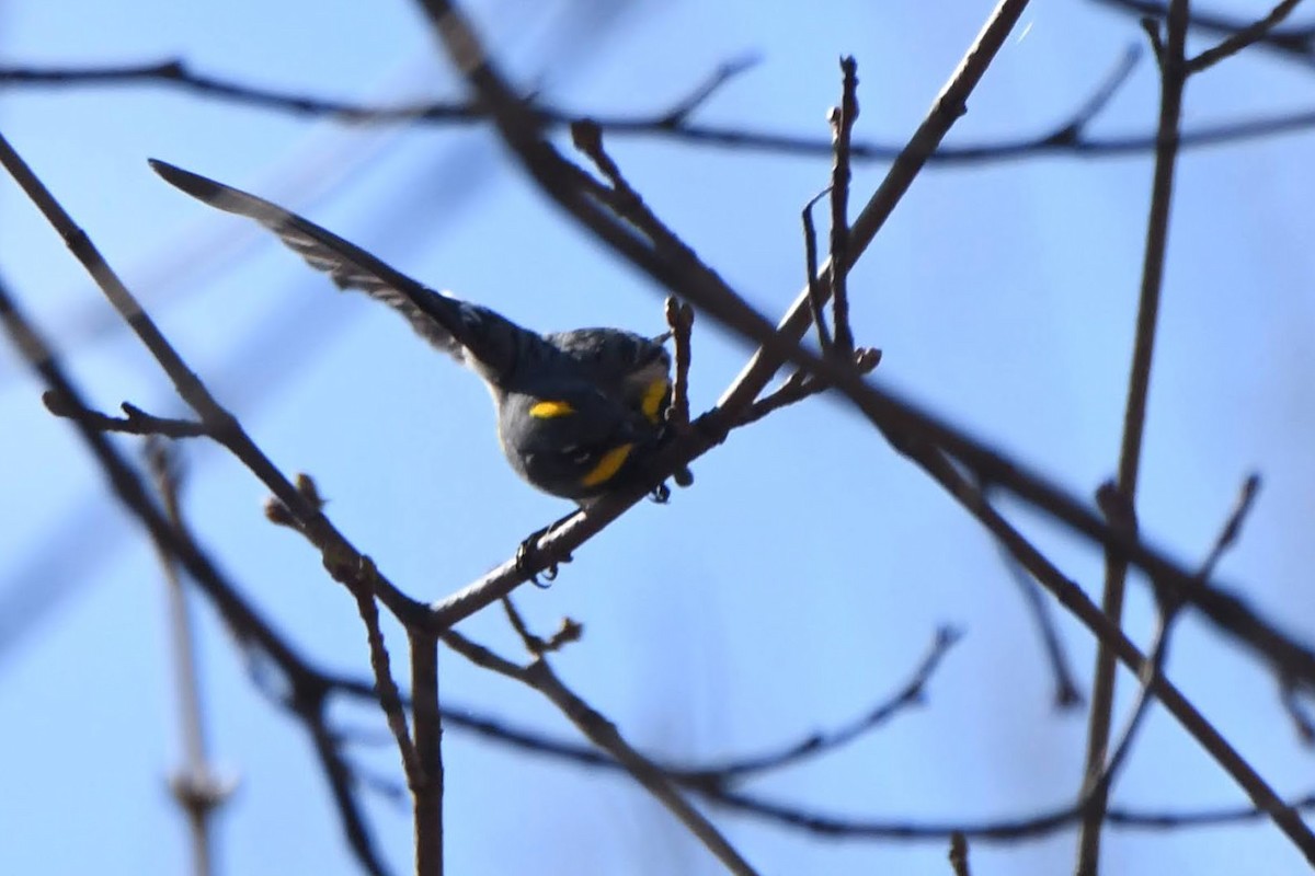 Yellow-rumped Warbler (Audubon's) - ML643620822