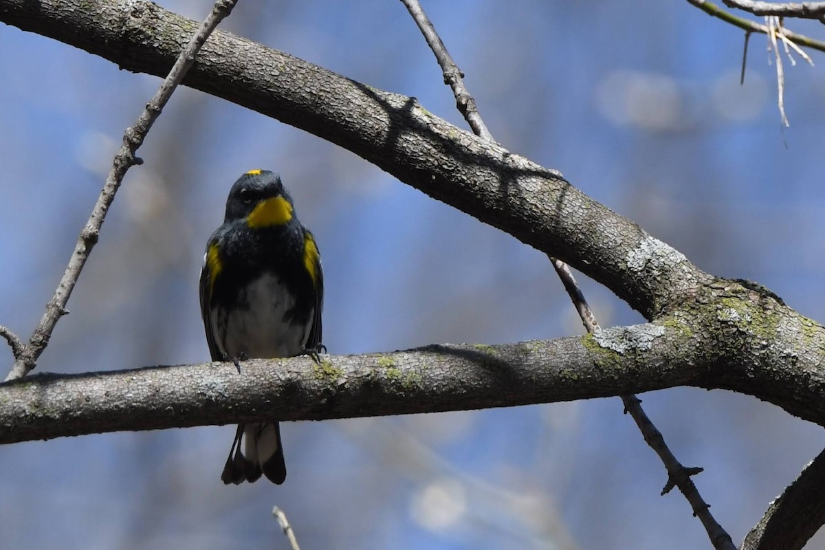Yellow-rumped Warbler (Audubon's) - ML643620823