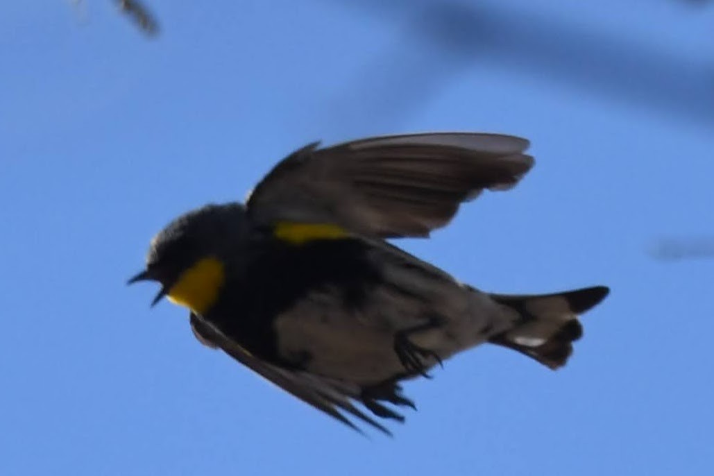 Yellow-rumped Warbler (Audubon's) - ML643620824