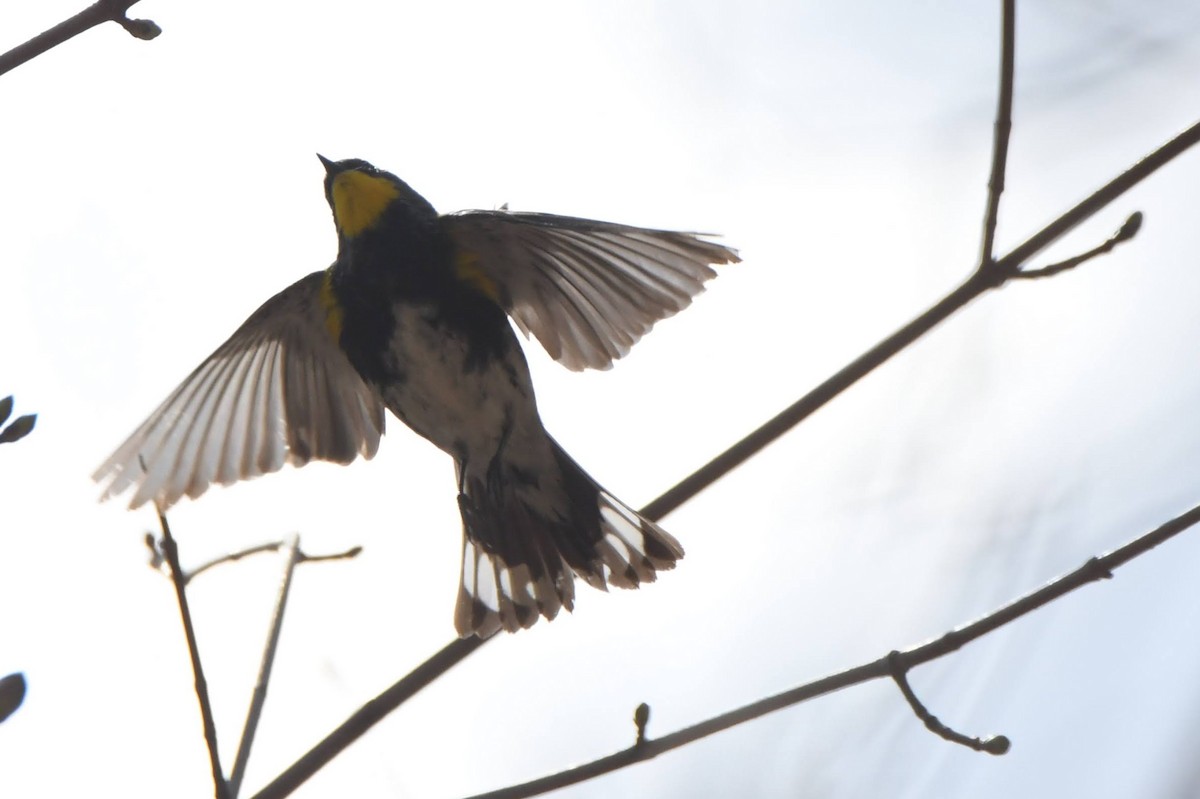 Yellow-rumped Warbler (Audubon's) - ML643620834