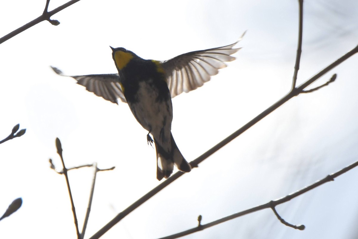 Yellow-rumped Warbler (Audubon's) - ML643620835
