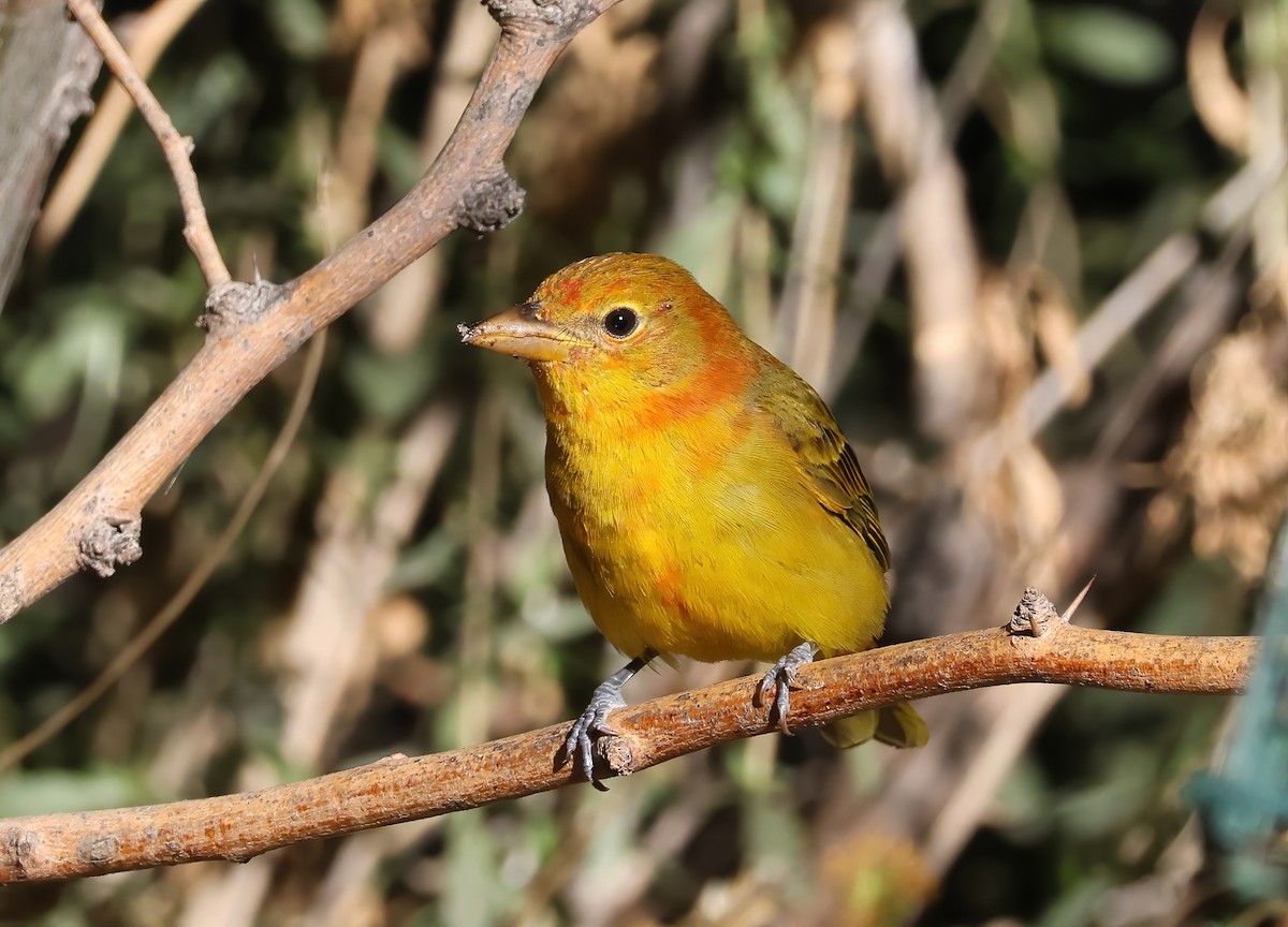 Summer Tanager - ML643620845