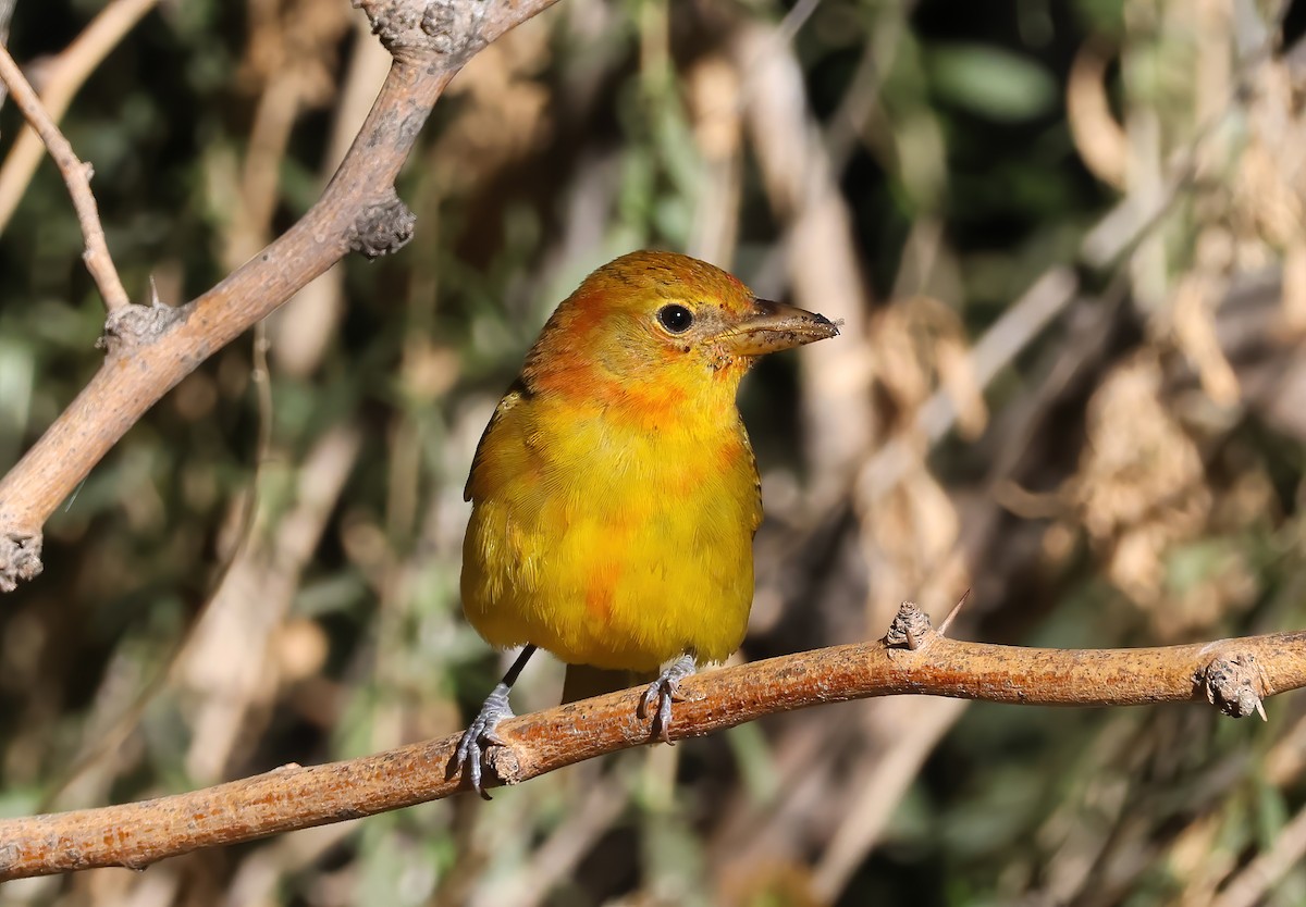 Summer Tanager - ML643620846