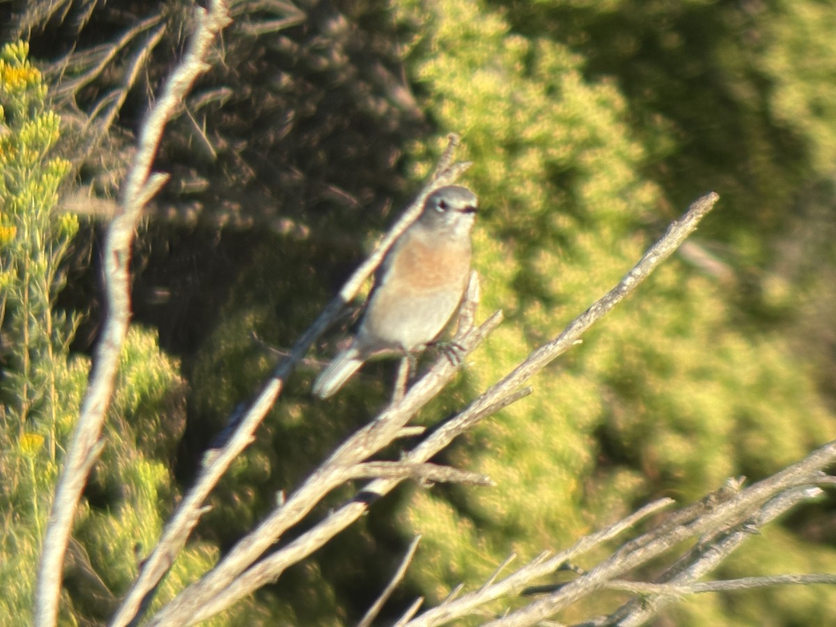 Western Bluebird - ML643620874