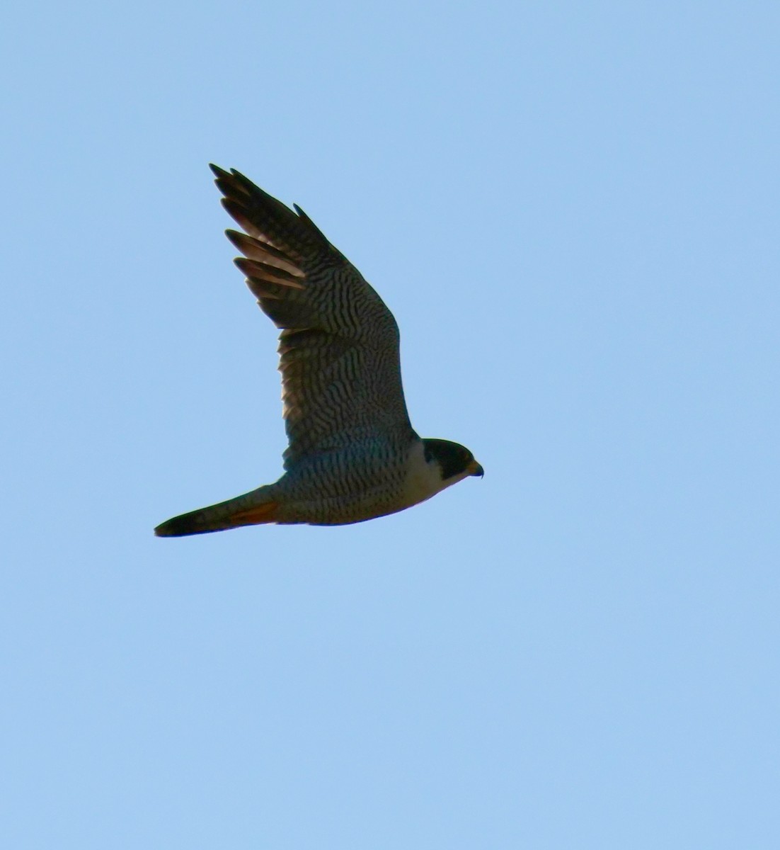 Peregrine Falcon - ML643620878