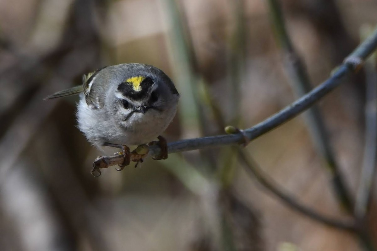 Golden-crowned Kinglet - ML643620879