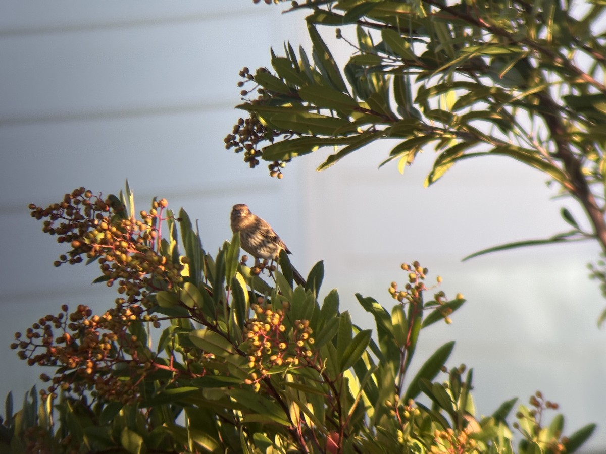 House Finch - ML643620887