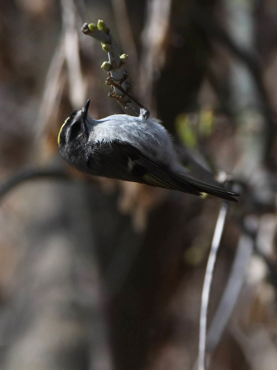 Golden-crowned Kinglet - ML643620888