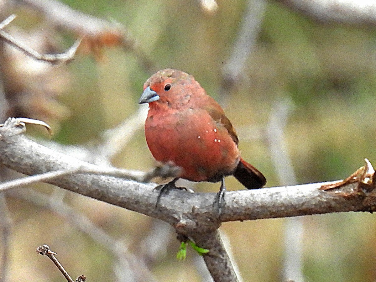 Jameson's Firefinch - ML643620913