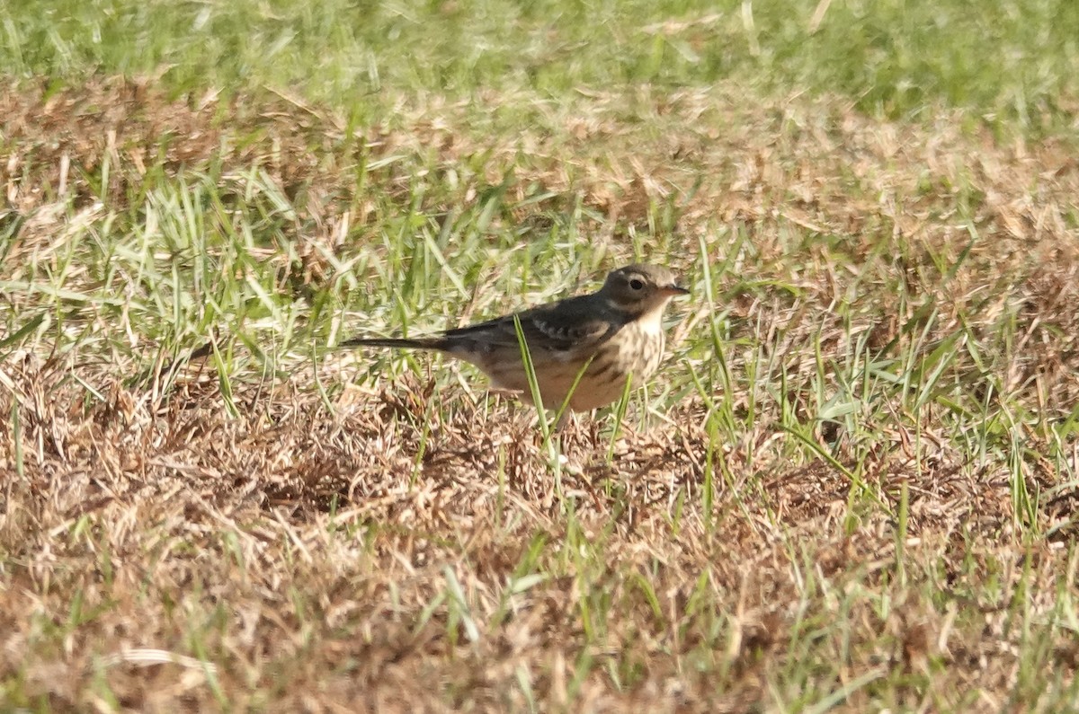 American Pipit - ML643620921