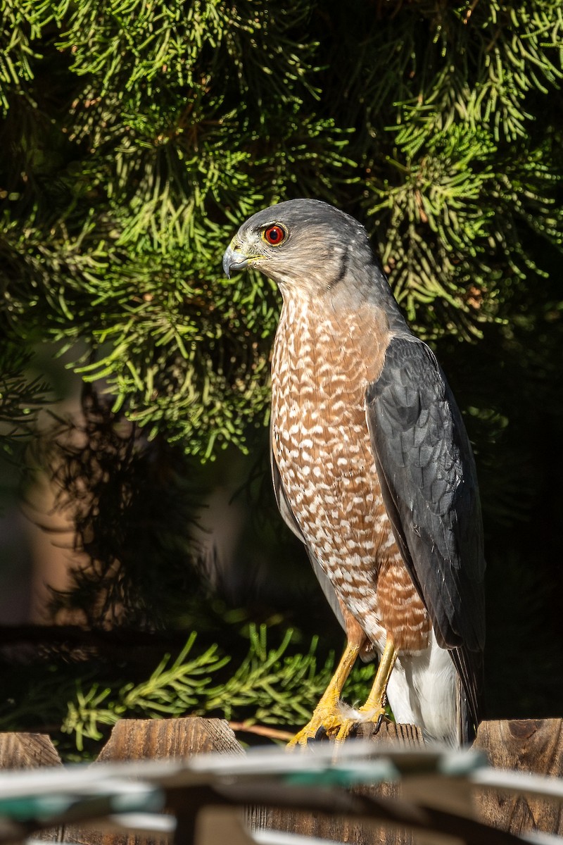 Cooper's Hawk - ML643620932