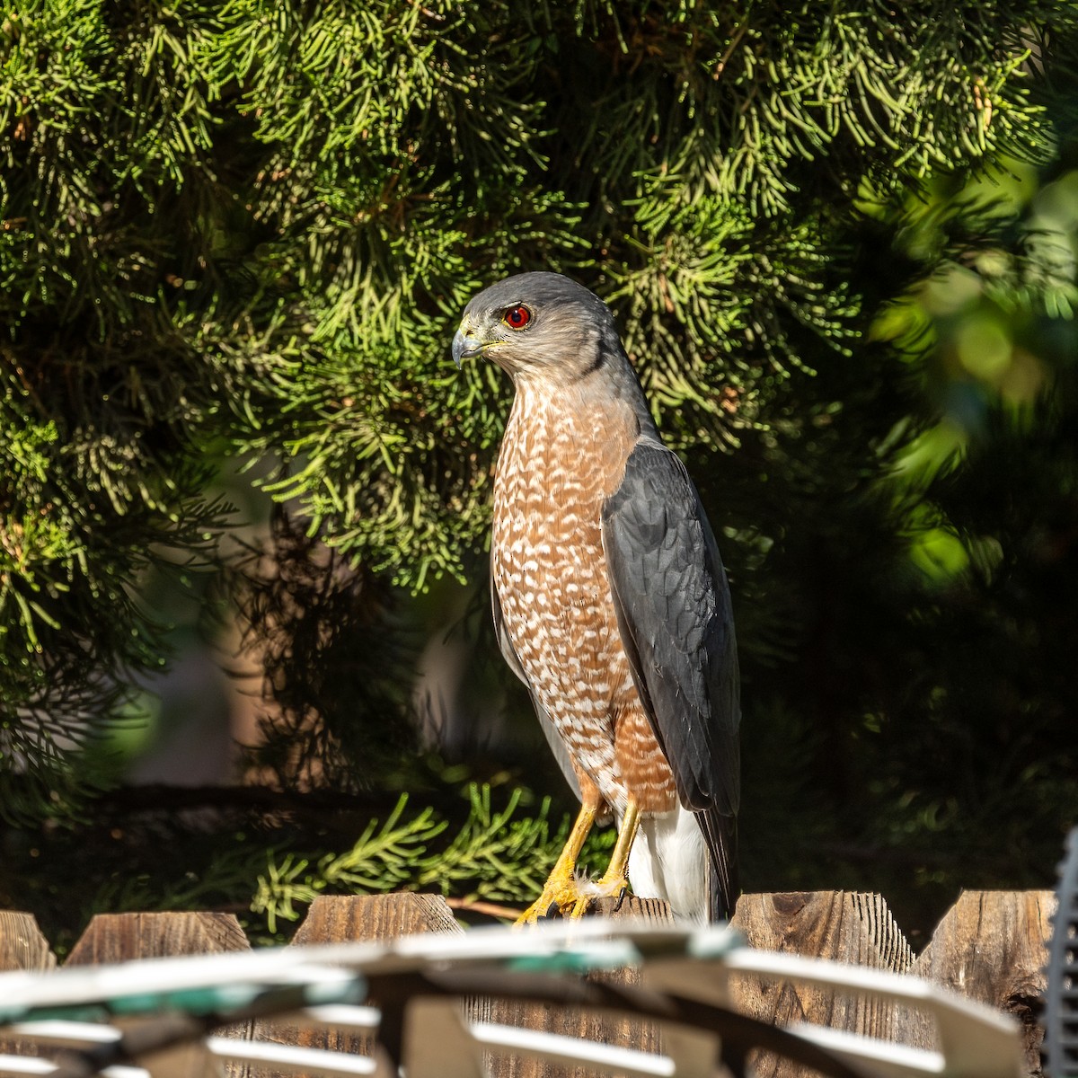 Cooper's Hawk - ML643620933