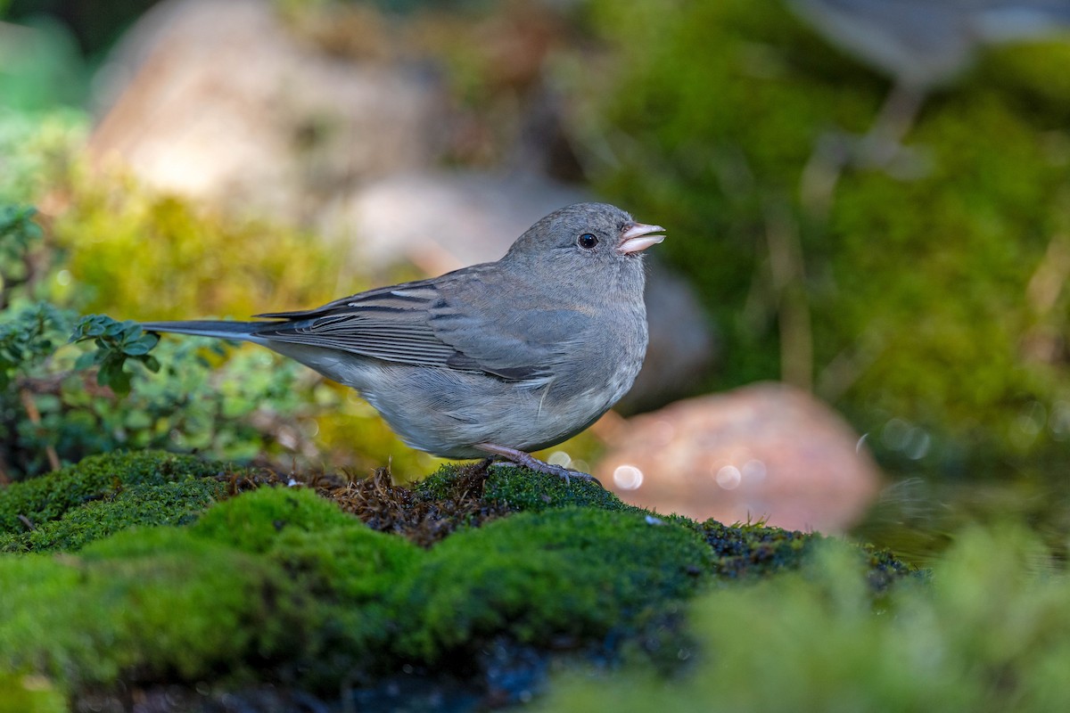 Dark-eyed Junco (Slate-colored) - ML643620959