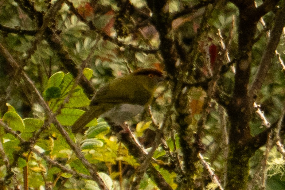 Rostbrauenvireo - ML643620987
