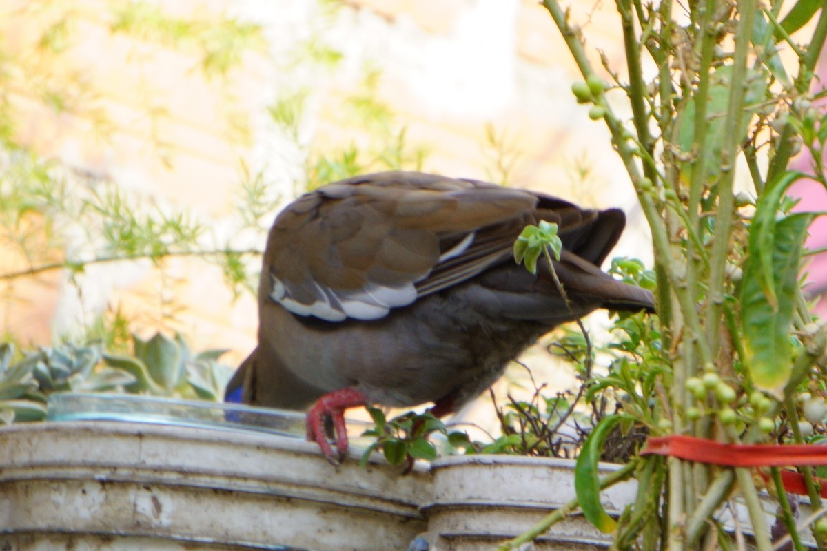 West Peruvian Dove - ML643620996