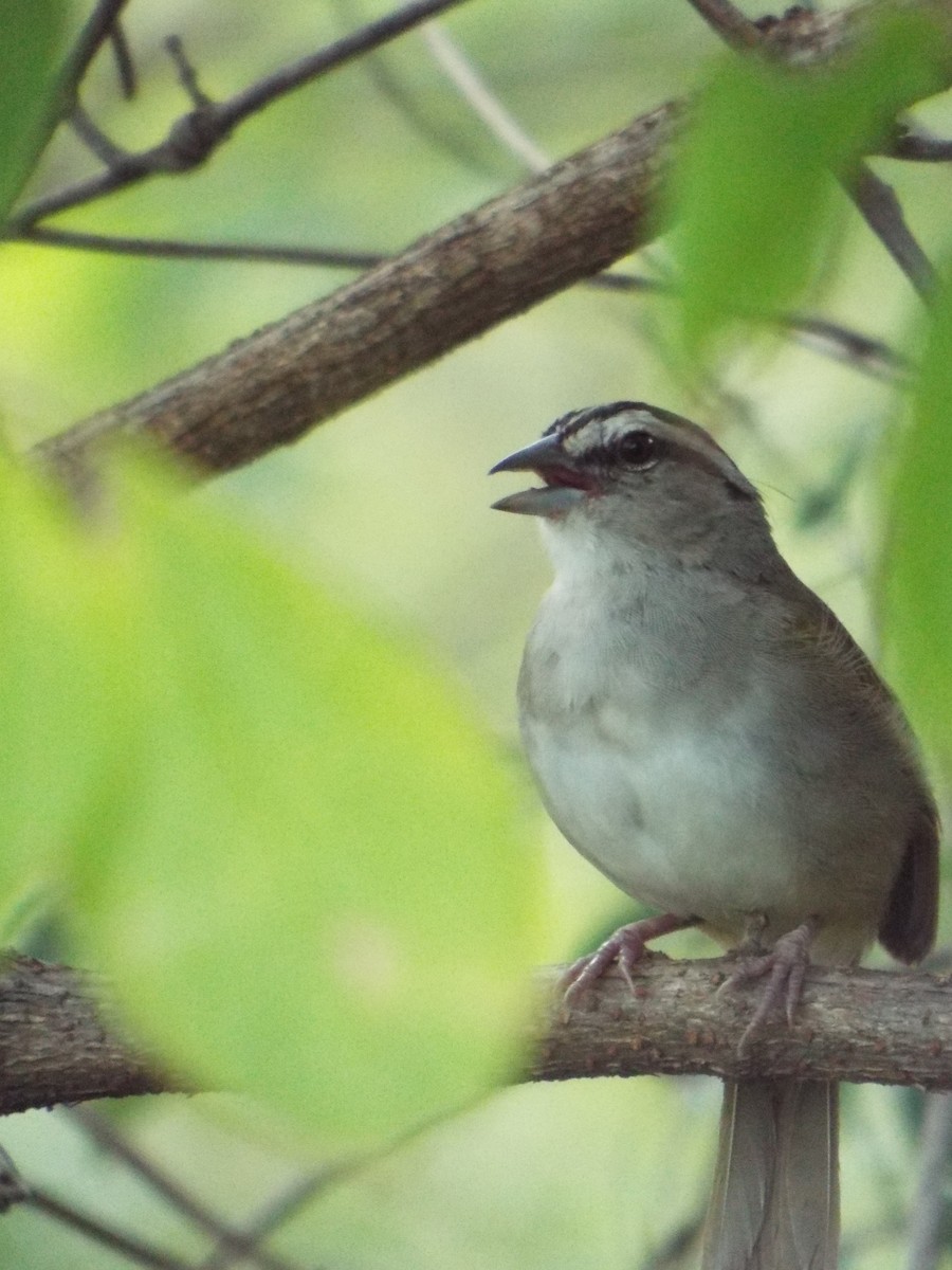 Tocuyo Sparrow - ML643620997