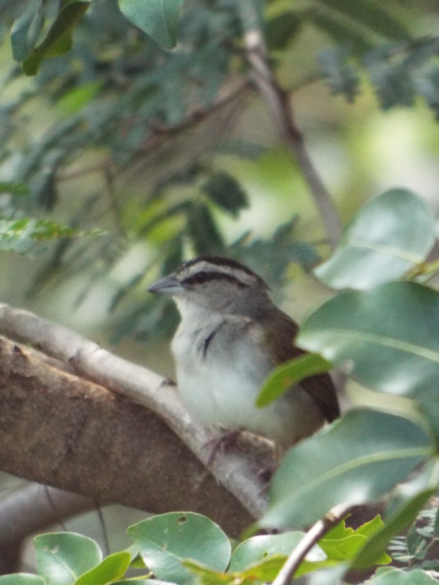 Tocuyo Sparrow - ML643620998