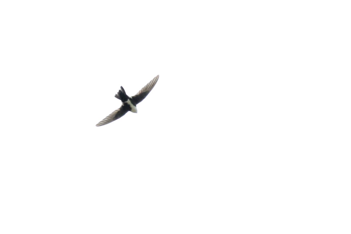 White-throated Swift - ML643621002