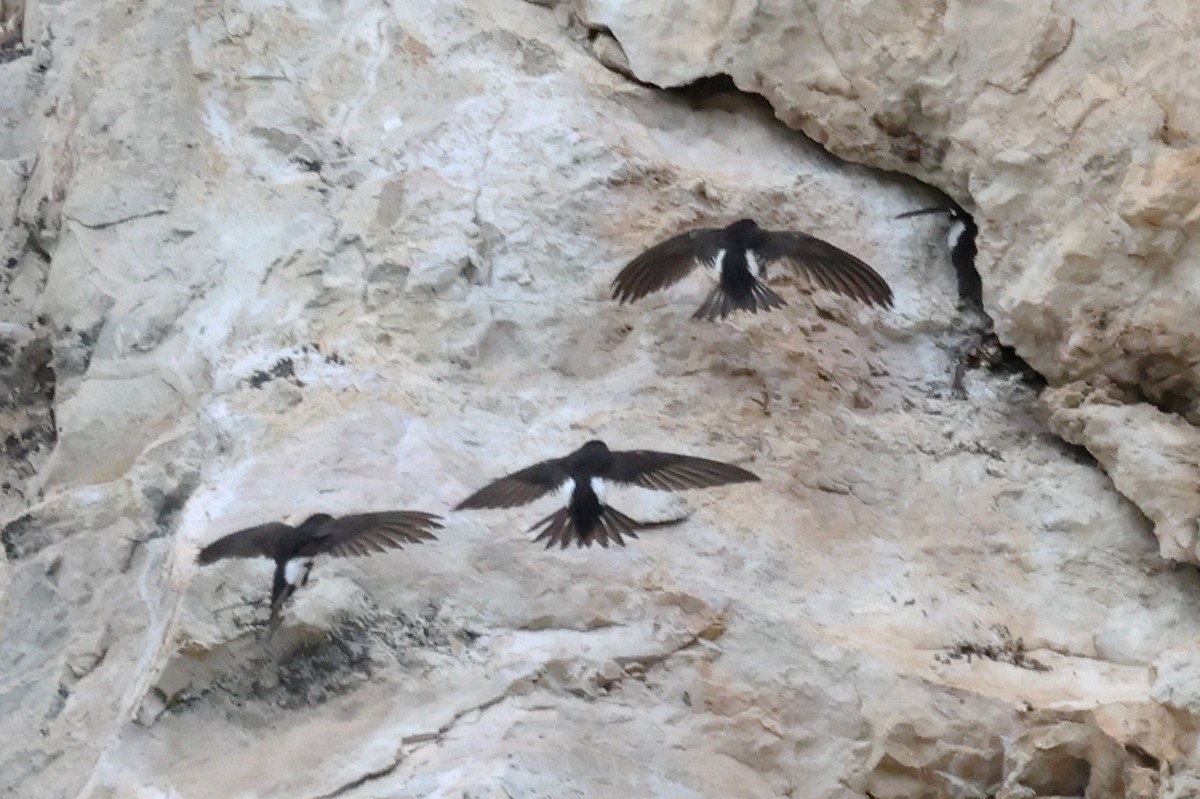 White-throated Swift - ML643621003