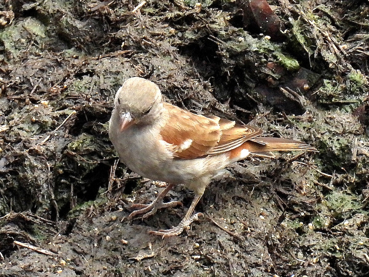 Southern Gray-headed Sparrow - ML643621018