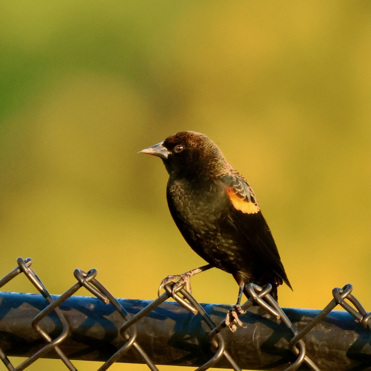 Red-winged Blackbird - ML643621031