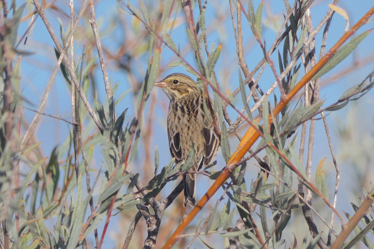 Savannah Sparrow - ML643621049
