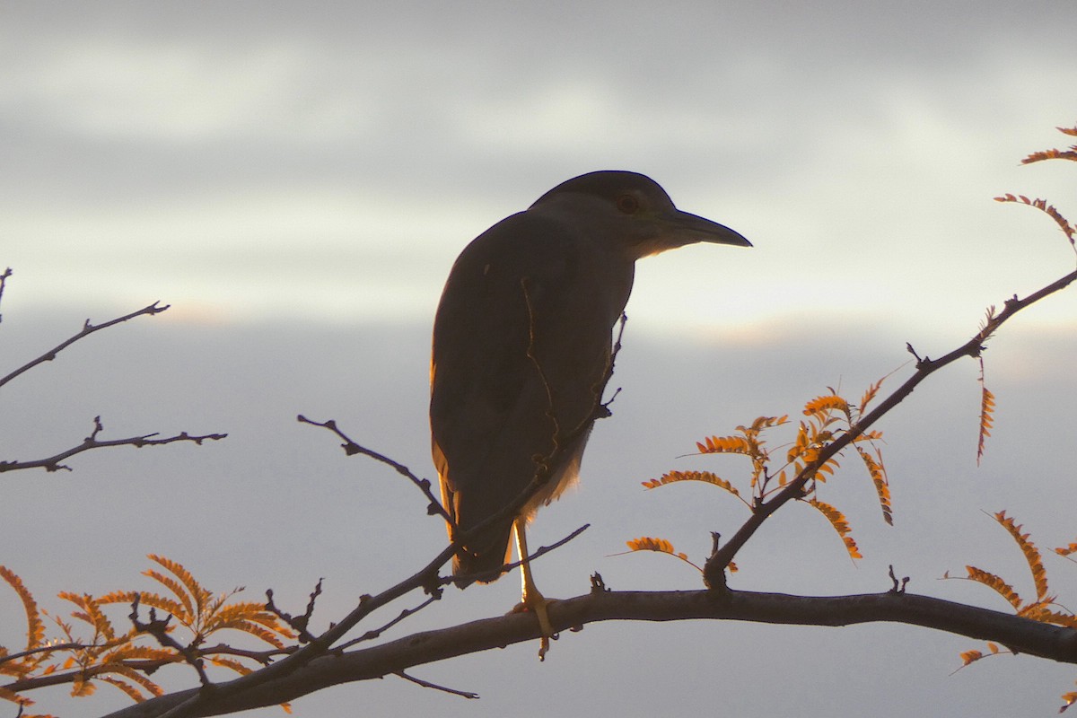 Black-crowned Night Heron - ML643621055
