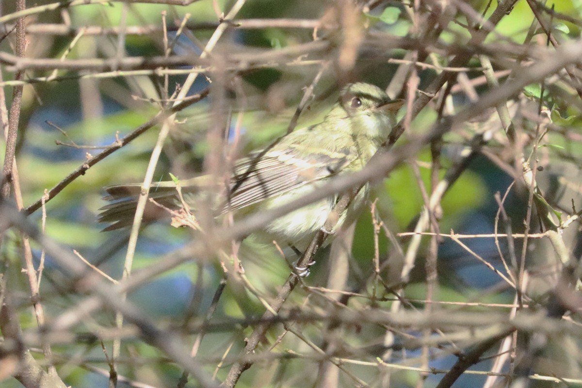 Mosquero Verdoso - ML643621067