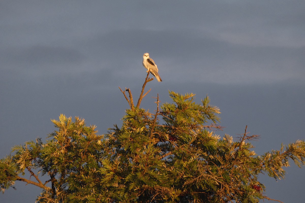 White-tailed Kite - ML643621077