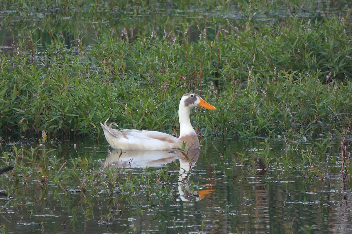 Mallard (Domestic type) - ML643621089