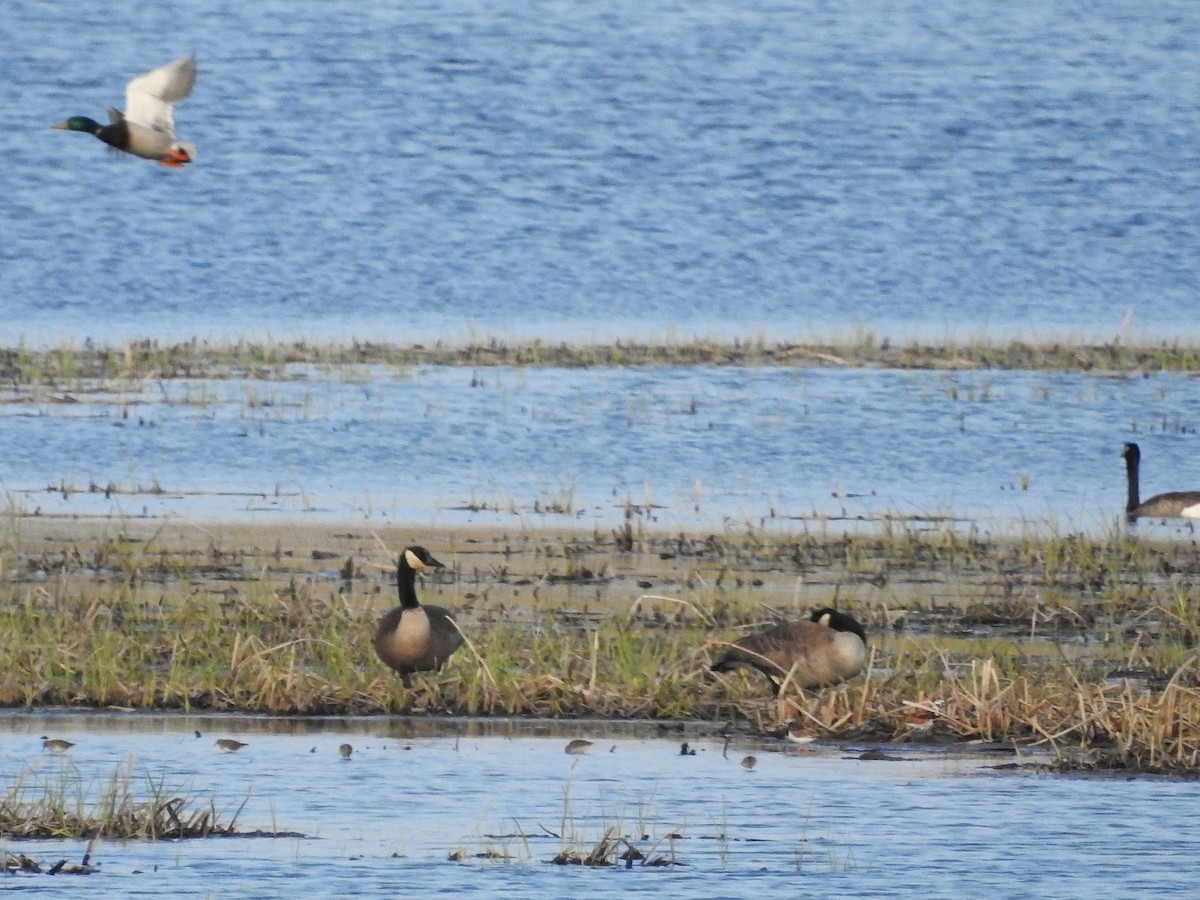 Ruddy Turnstone - ML643621110