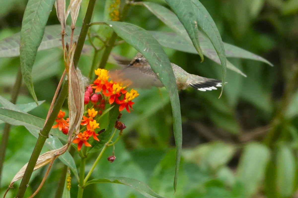 Colibri de Fanny - ML643621126