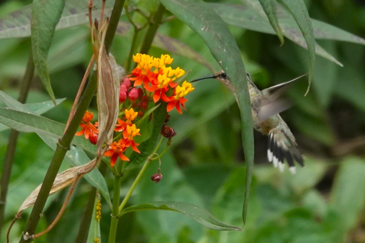 Colibri de Fanny - ML643621127