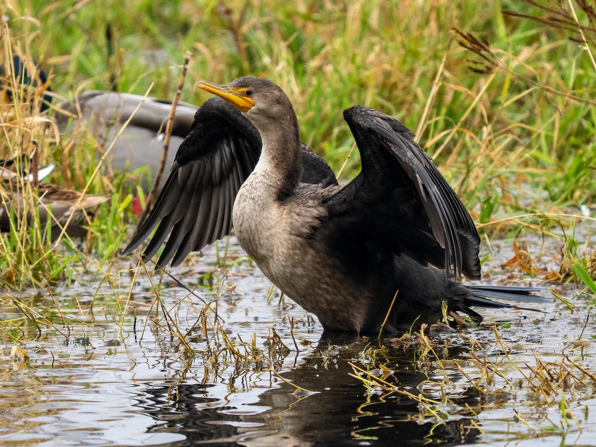 Double-crested Cormorant - ML643621132