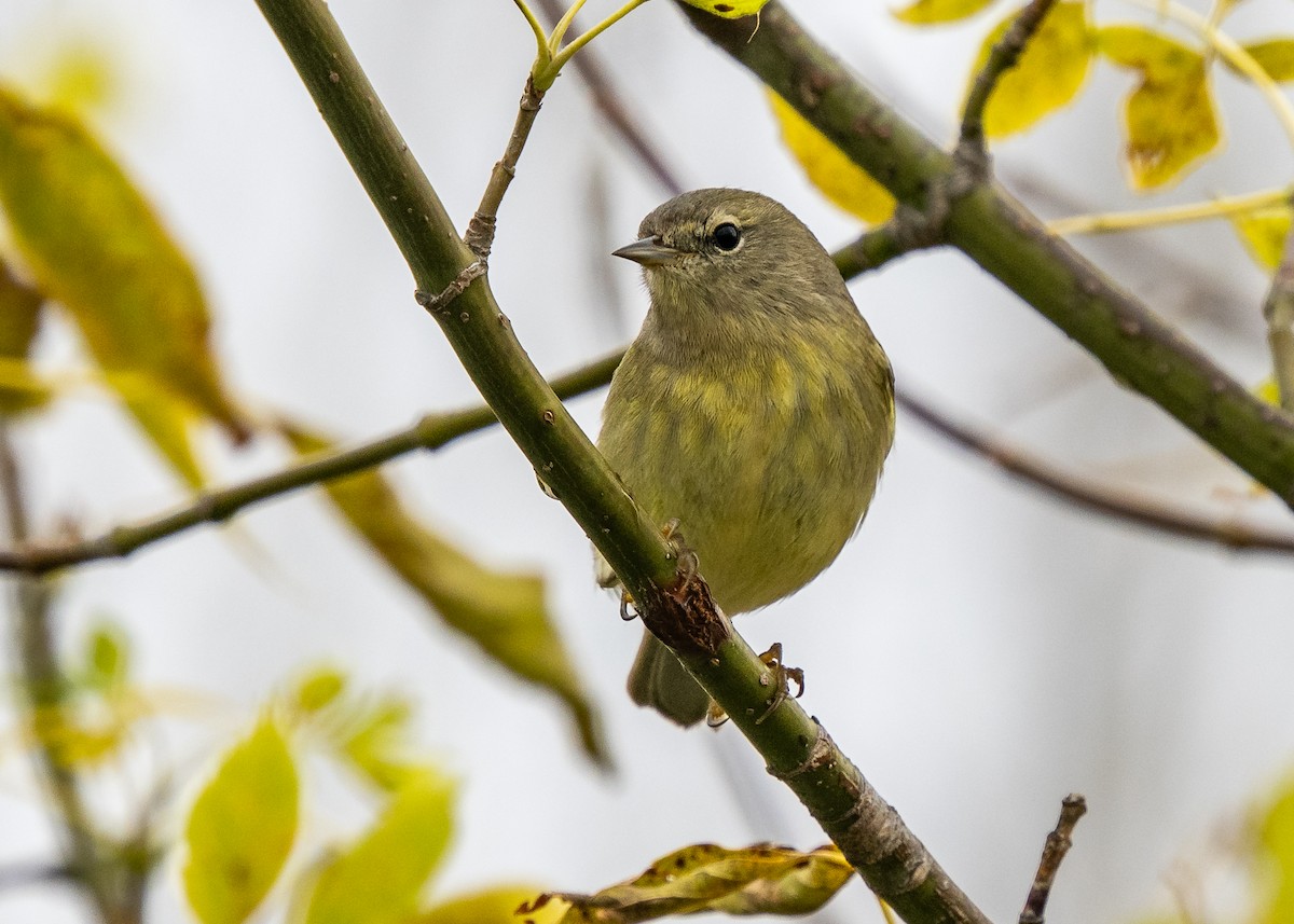 Orange-crowned Warbler - ML643621152